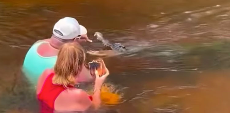 viral-video-alligator-us-man-hand-feed