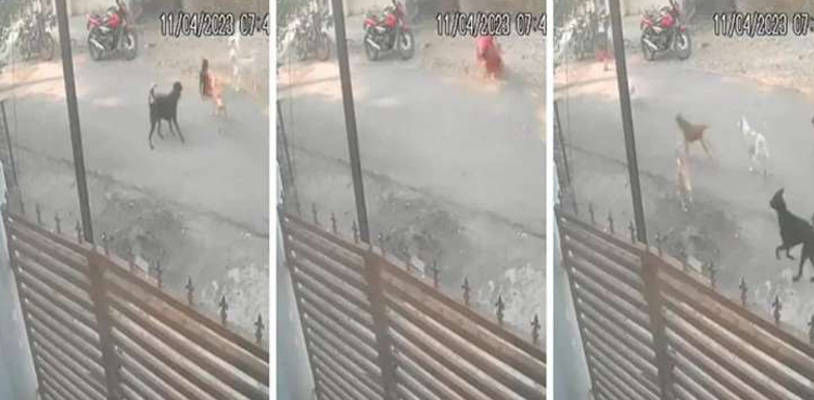 Six-year-old boy, viciously attacked by stray dogs, rescued by mother