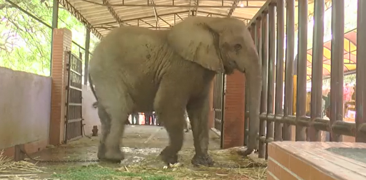 Karachi Zoo, ailing elephant, Noor Jehan treatment