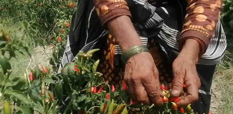 women-sindh-kunri-chillies-health