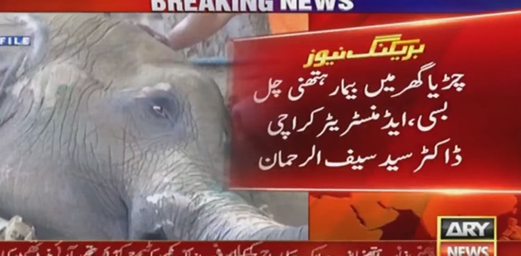 Ailing elephant ‘Noor Jehan’ breathes her last at Karachi Zoo