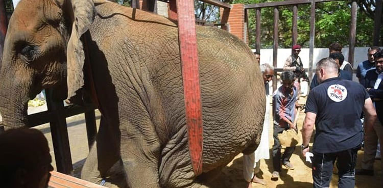 Ailing elephant Noor Jehan falls into pond