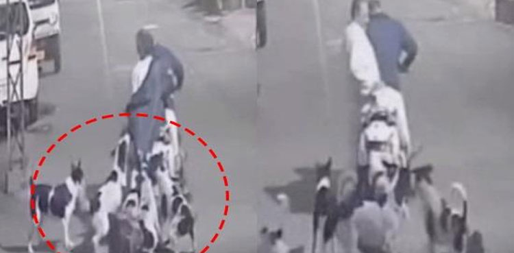 viral-video-stray-dogs-attack-scooty-riders