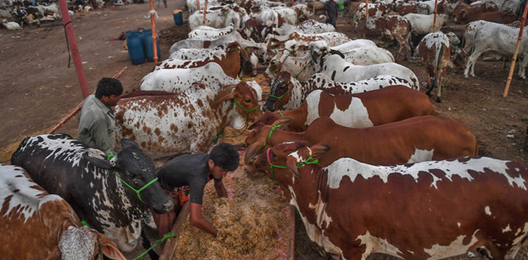 Eidul Adha, cattle markets in Karachi, locations, Sindh government