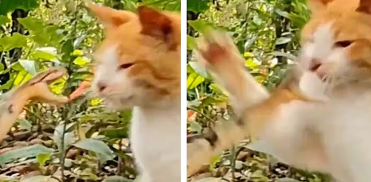 cat-takes-down-snake-video