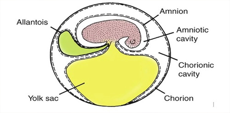 The amniotic egg, showing the semipermeable shell and the extraembryonic membranes. (Photo: Michael Benton)