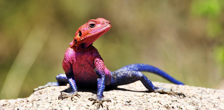 The earliest reptiles, birds and mammals may have borne live young. (Photo: Getty)