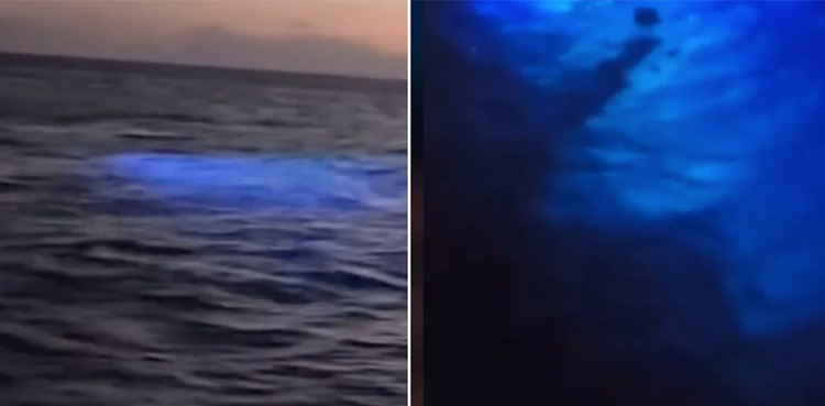 Fishermen, record footage, mysterious creature, Puerto Rico