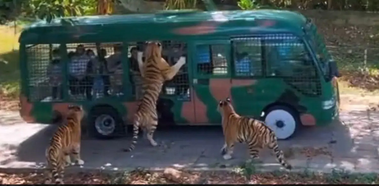 Viral video, Tiger Clings to tourist bus, jungle safari