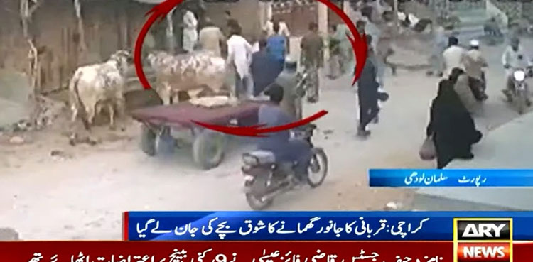 Runaway sacrificial bull, dragged to death, teenage boy, Karachi