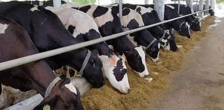 Livestock export, export ban