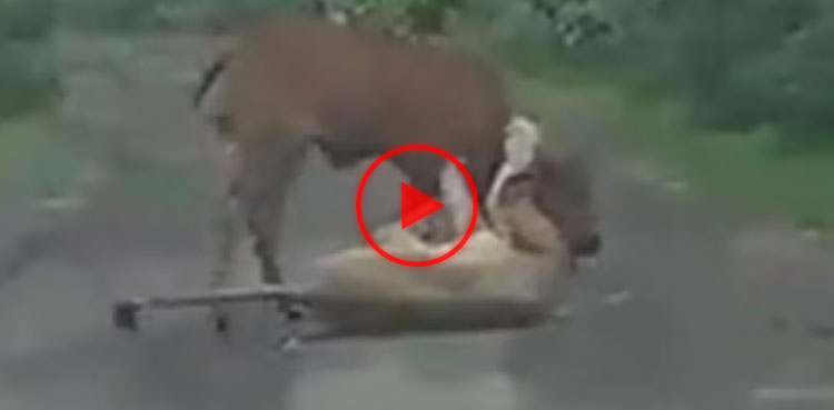 lion, cow, farmer, viral video, viral, video,