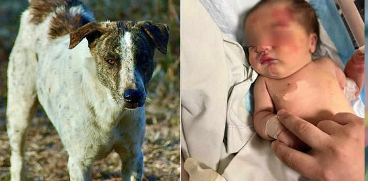 Viral: Stray dog saves abandoned baby