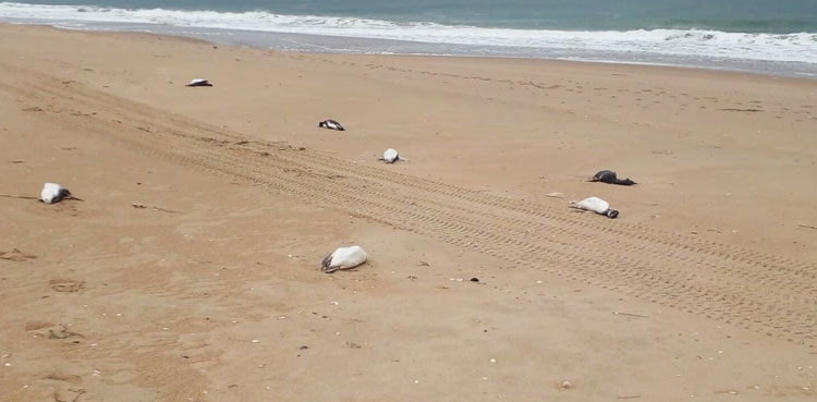 Around 2,000 penguins wash up dead on Uruguay coast