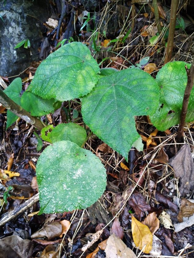 World’s most venomous plant ‘Gympie-Gympie’ arrives in UK – Ipp News