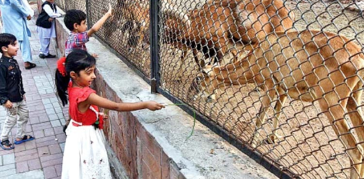 Punjab govt, world-class zoos, major cities, Pakistan