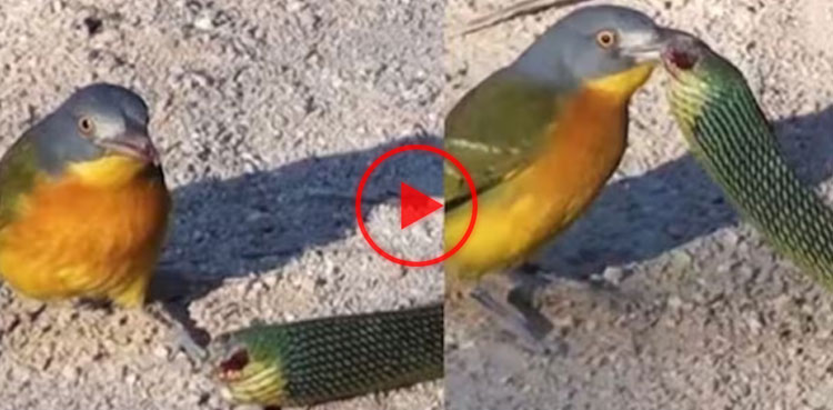 snake video, bird snake fight, viral video, viral, video