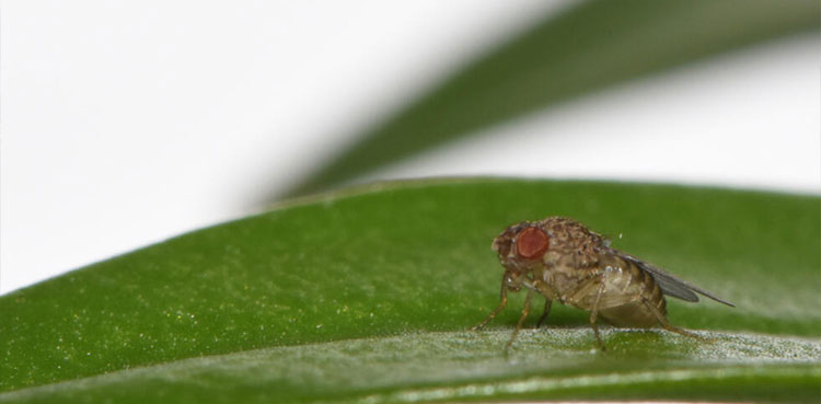 fruit flies, virgin birth, scientists, new research