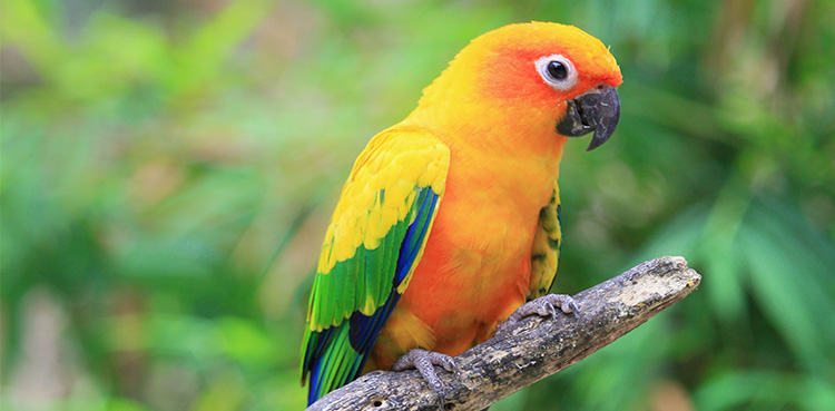 Viral, Police called, screaming woman, parrot