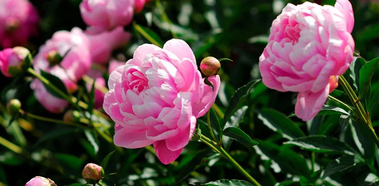 Peony flower name