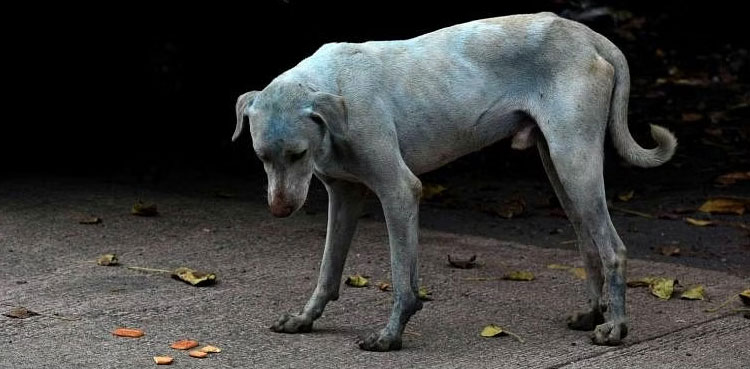 rabies, dog, stray dog, rabies dog, india, girl,