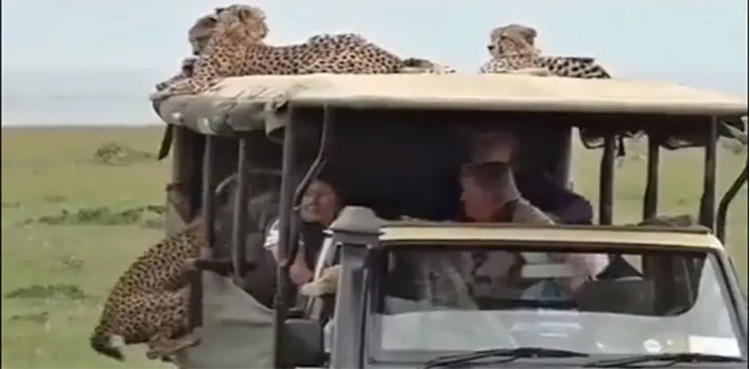 VIRAL, Cheetahs jump, safari vehicle, enjoy ride, visitors