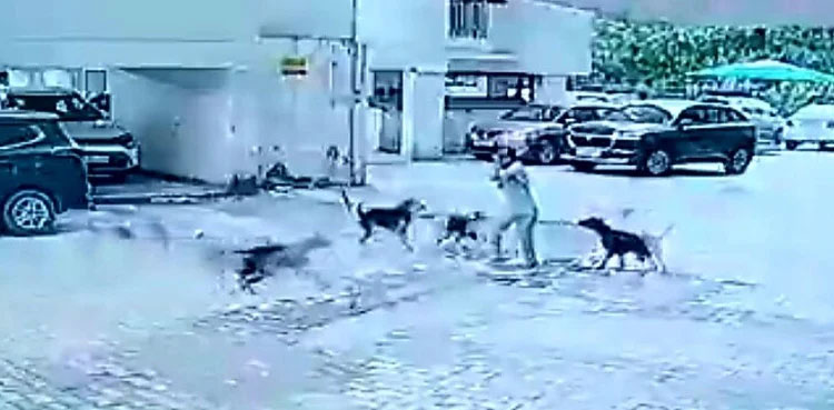 dogs attack girl viral video