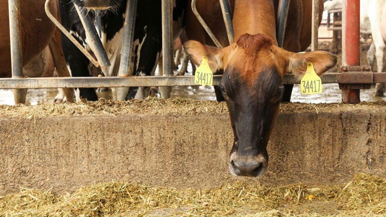 Climate friendly cattle methane