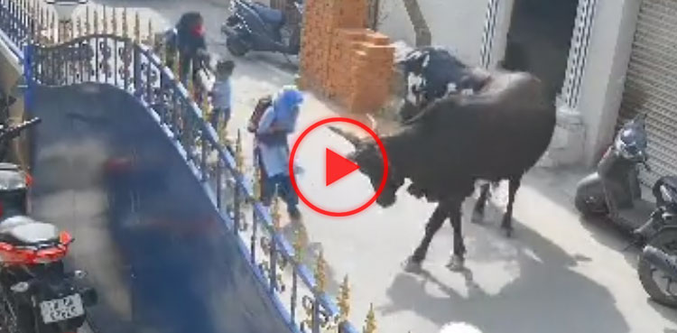 viral video, viral, video, cows video, cows attack video, cows