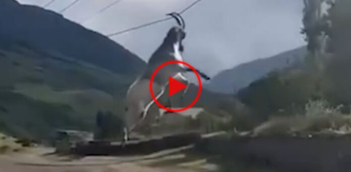 VIRAL: Goat swings on power lines after horns get entangled video