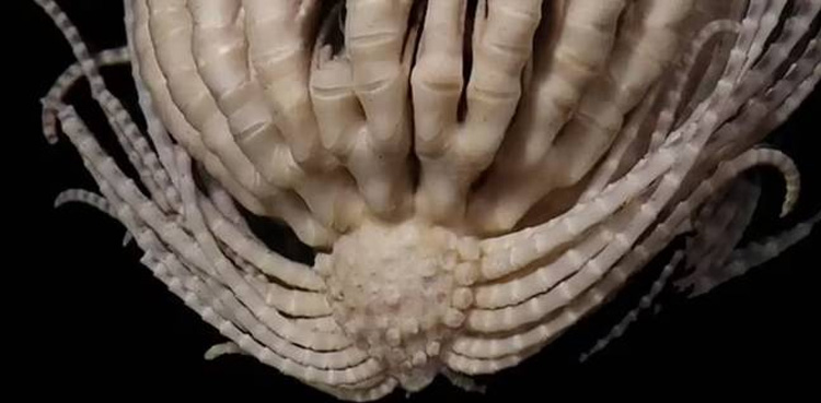 Terrifying creature, Viral, creature with 20 arms, Antarctica