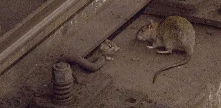 India Railways rats, catching rats, Lucknow railways