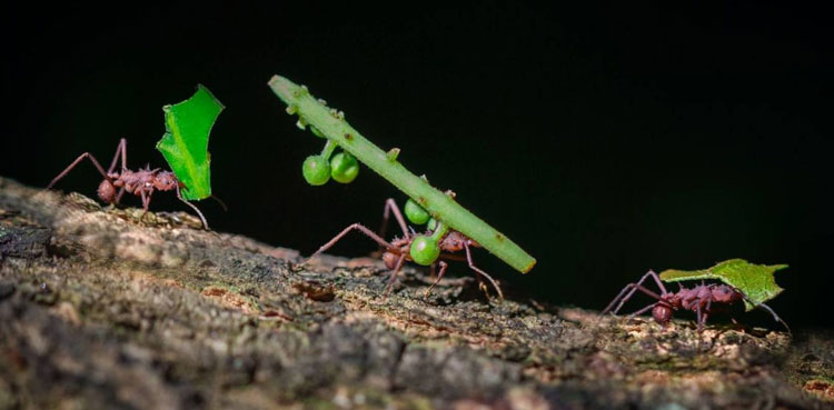 Can ants help people build better transportation networks?