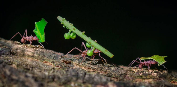 ants nest transportation network