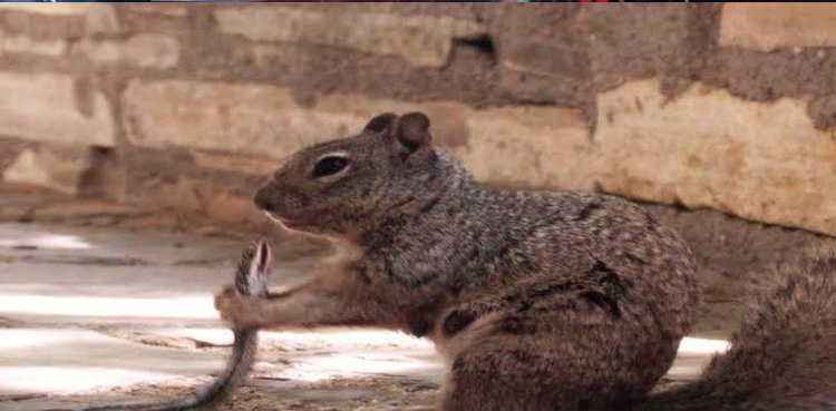 Squirrels, three power outages, two days, Montana city