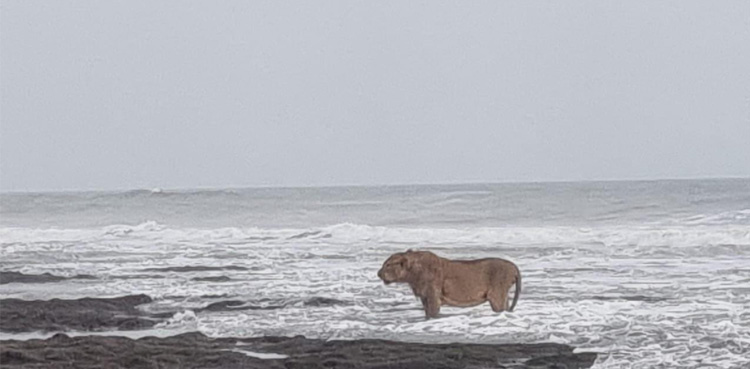 Picture of Lion, Viral, enjoying Arabian Sea