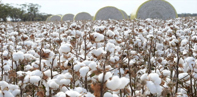 Cotton output, FCA