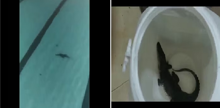 Crocodile in swimming pool, Viral video, Crocodile bite