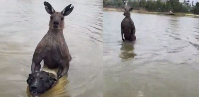 Viral video: Man fights kangaroo trying to drown his dog