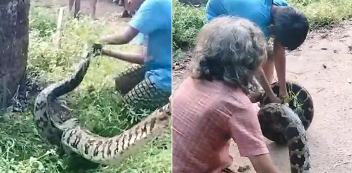 Two-year-old boy plays with giant snake in viral video