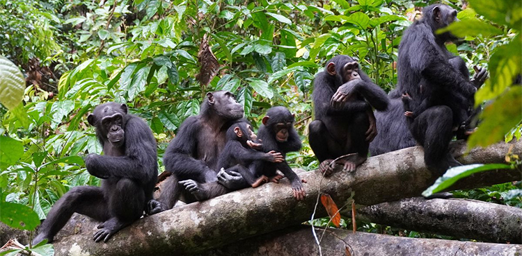 Chimpanzees use human-like warfare tactic: study