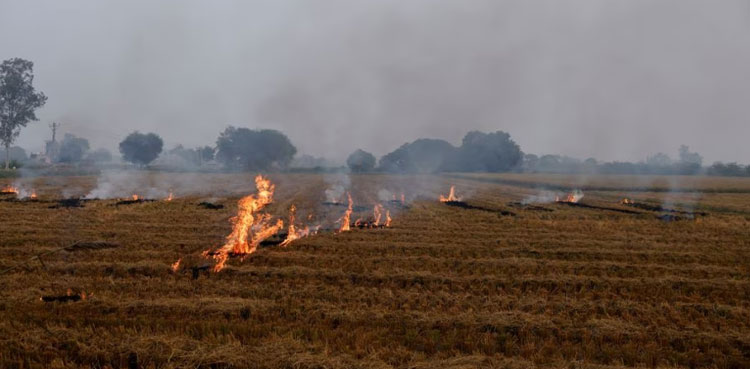 indian-farmers-stubble-burning