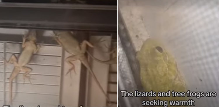 Lizards frog taking shelter from cold, viral video