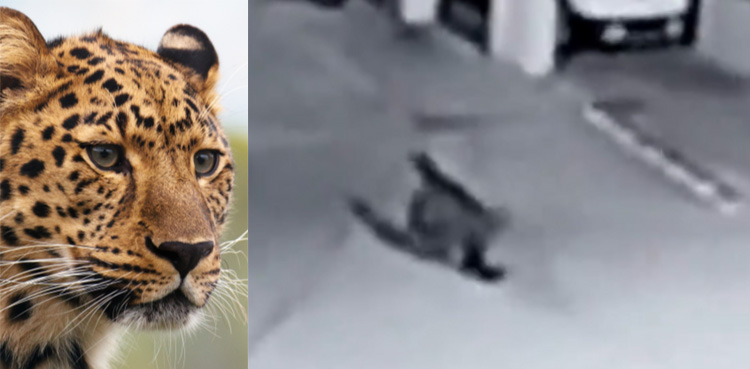 leopard, Viral Video, Leopard in residential area