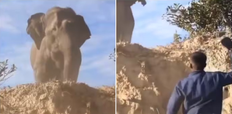 Men scaring elephant, elephant, viral video