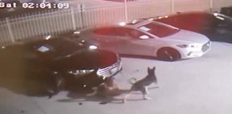 Stray dogs, cause damage, $350,000 car showroom