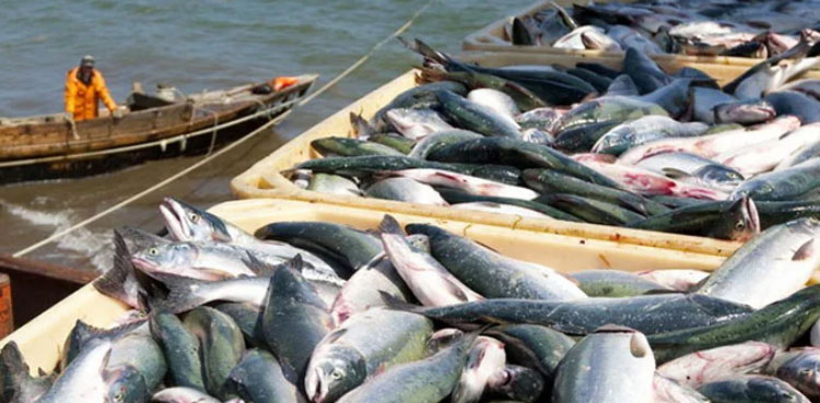 fish exports, Pakistan,