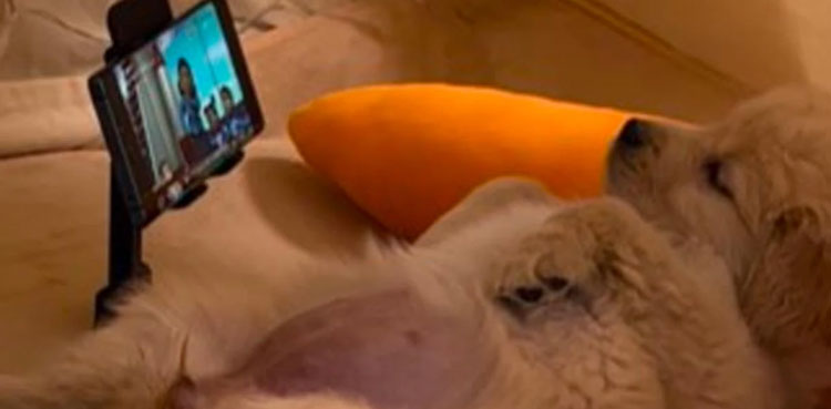 Smartphone dog, viral video, Golden Retriever
