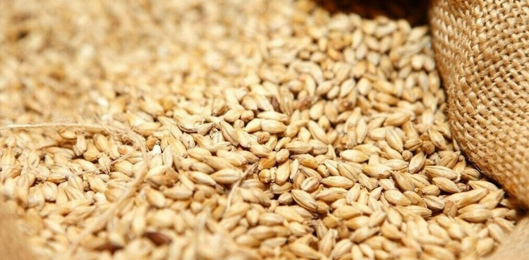 Sindh wheat procurement, Sindh wheat