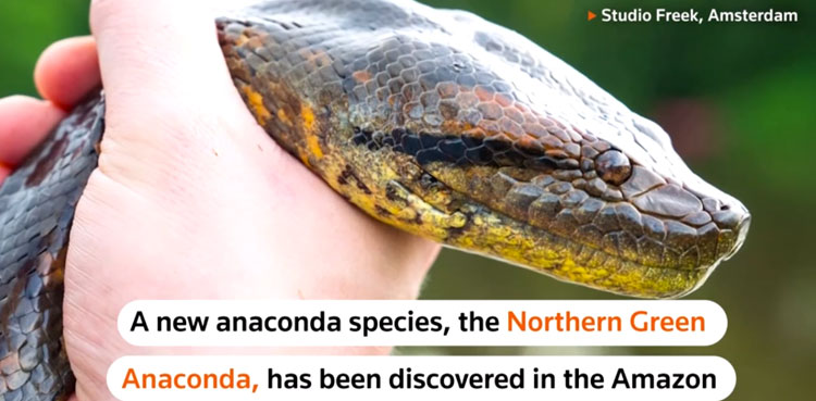 Anaconda viral